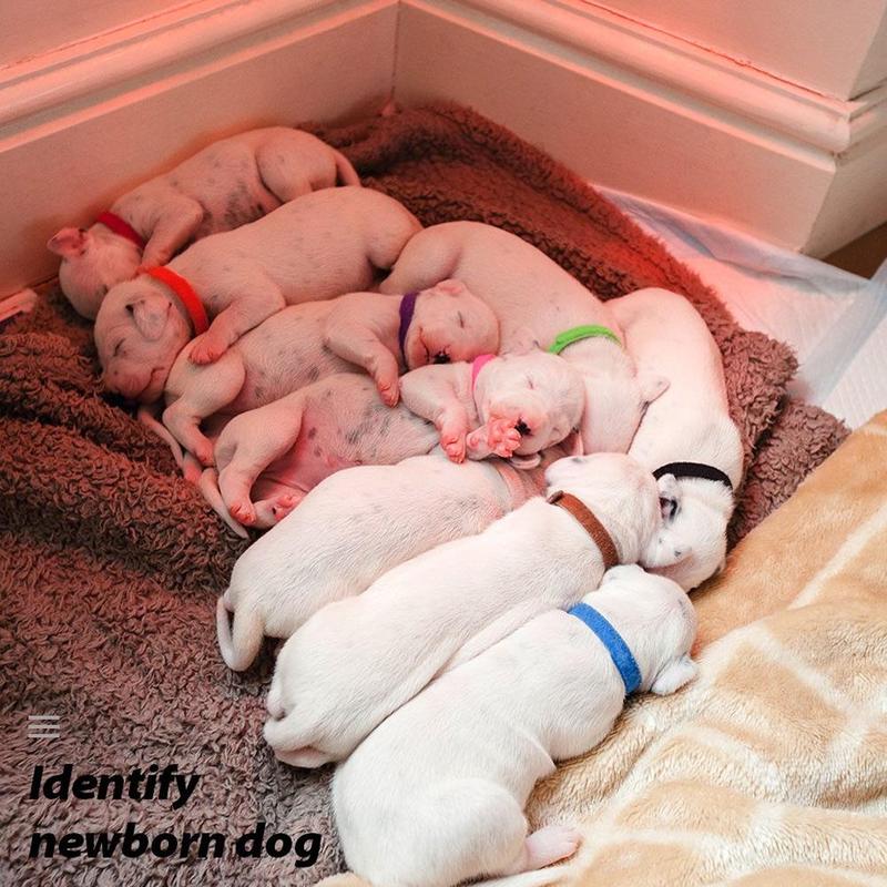 12PCS/Set Pet Dog Cat Identification Collar Adjustable Pet Id Collar Mark Neck Strap For Dogs Cats Puppy Pet Accessories